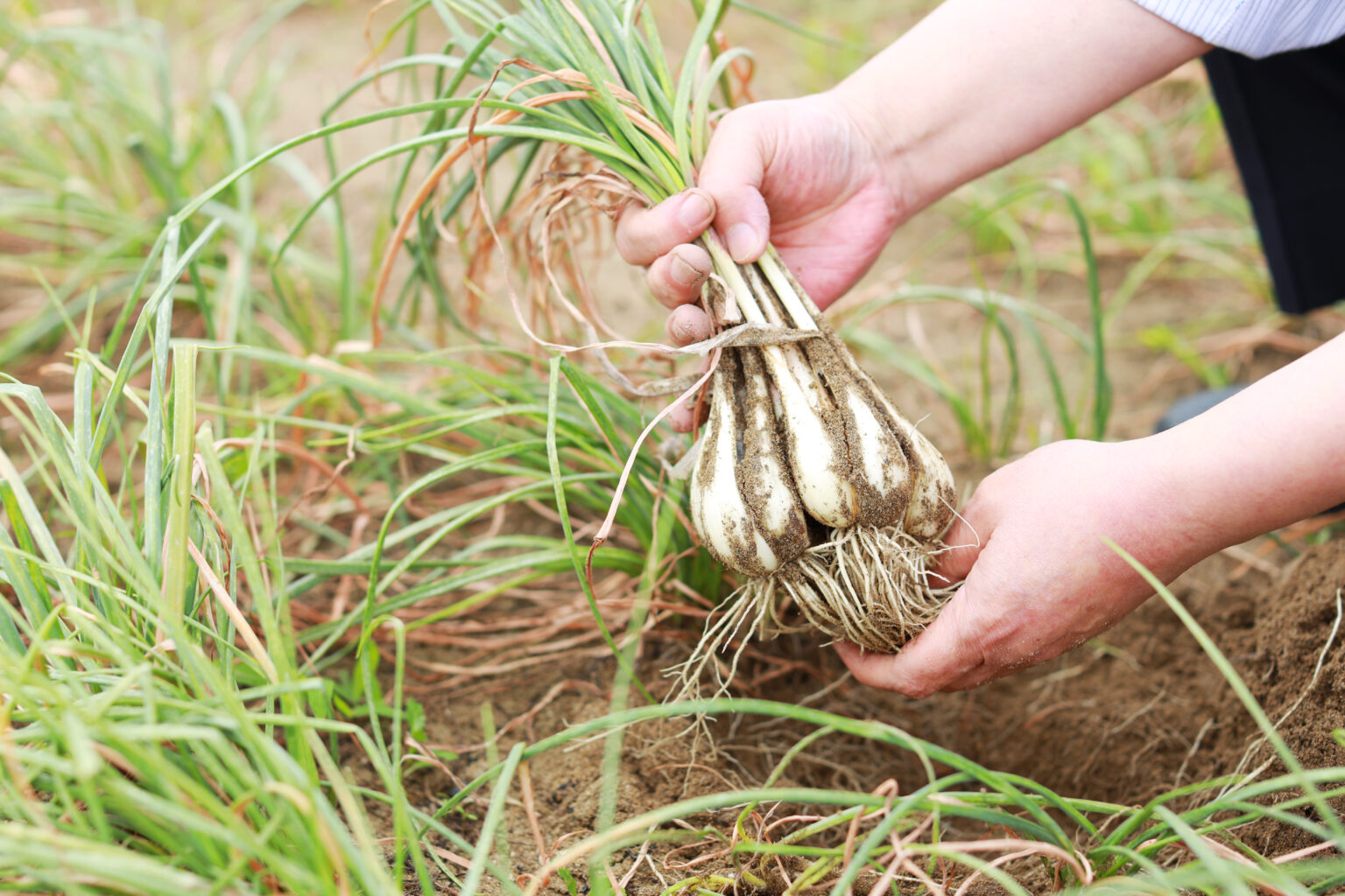 鹿児島県産 新鮮 らっきょう 10kg 鳥取 に次ぐ生産量252 0E0A8546-1-1536x1024.jpg