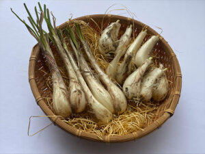 らっきょうの産地について - らっきょう専門店とまりのつけもの