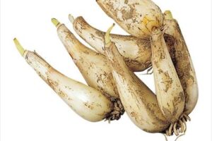 鹿児島県産 新鮮 らっきょう 10kg 鳥取 に次ぐ生産量749 amazu500g.jpg?fitin=272:272