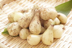 鹿児島県産 新鮮 らっきょう 10kg 鳥取 に次ぐ生産量252 8734_3-300x200.jpg